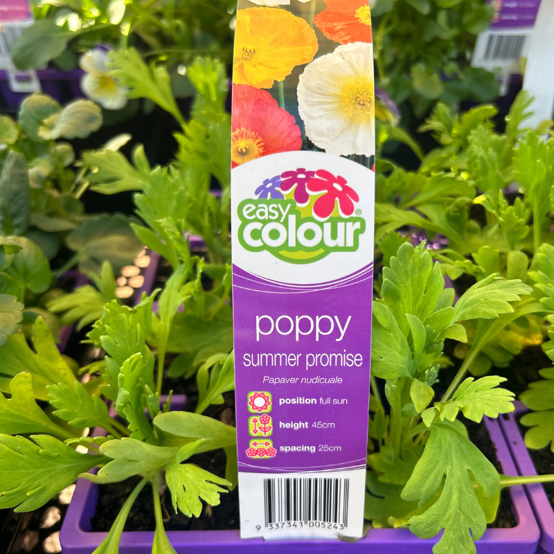 Poppy Summer Promise Easy Colour