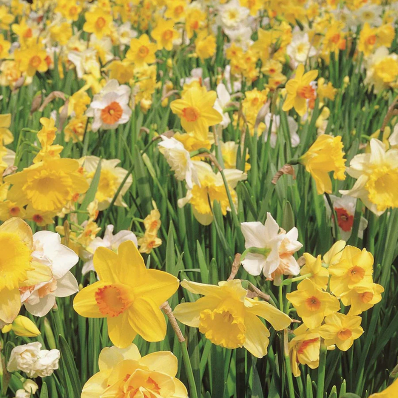 Daffodil mixed