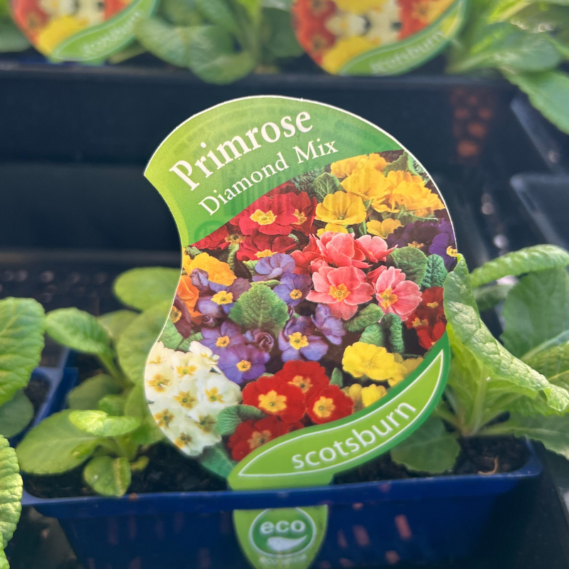 Primrose Diamond Mix punnet