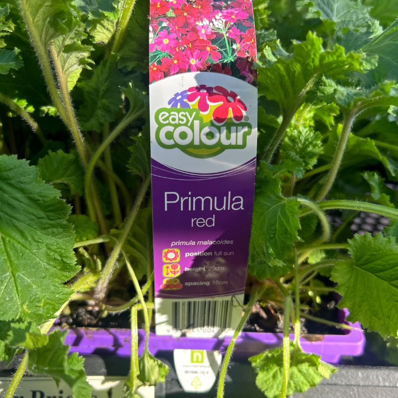 Primula Red Easy Colour