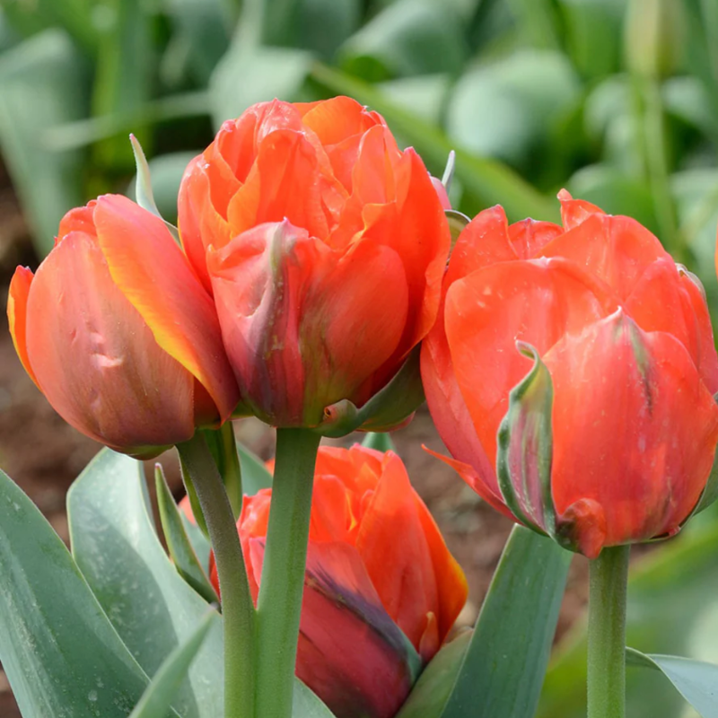 Tulip Queensday