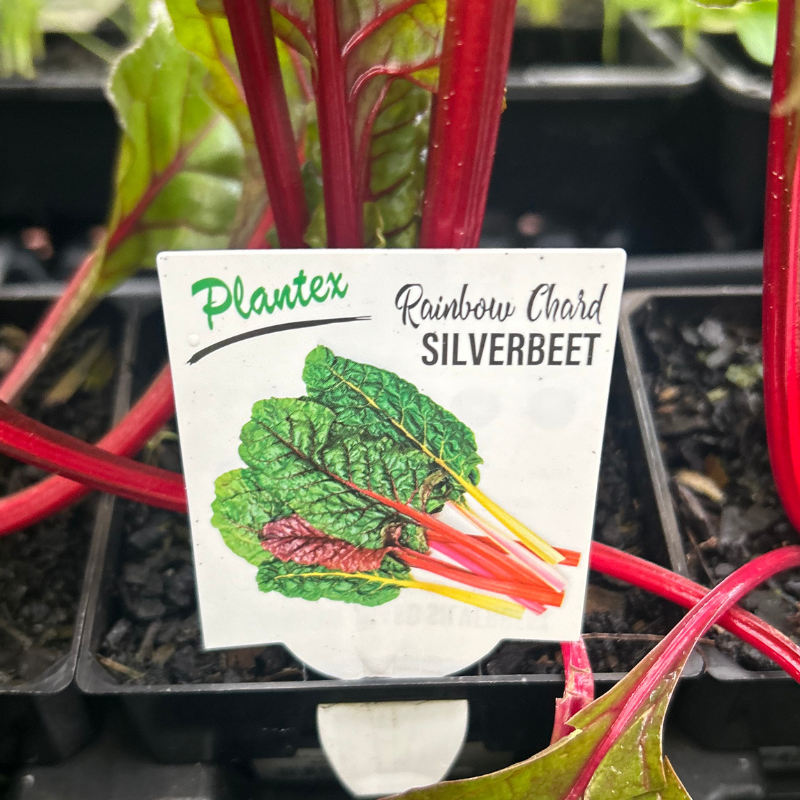 Silverbeet 100mm