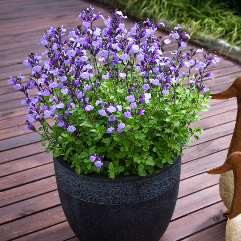 Salvia So Cool Lilac