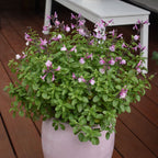 Salvia So Cool Pink