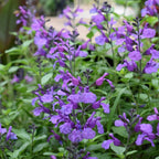 Salvia So Cool Purple