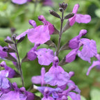 Salvia So Cool Purple