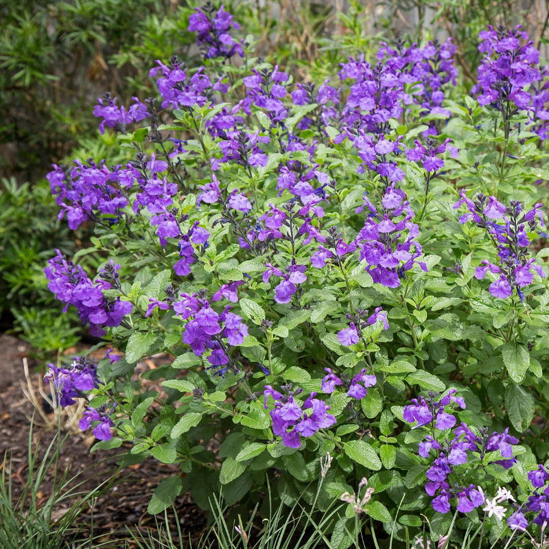 Salvia So Cool Violet