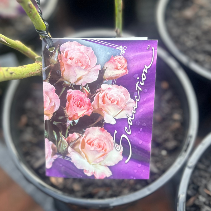 Seduction Bush Rose
