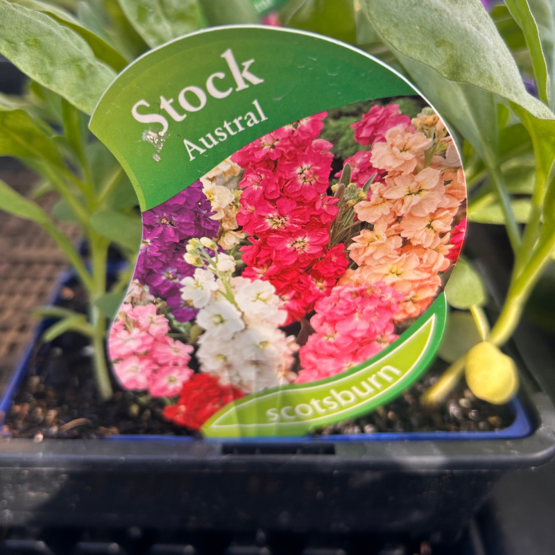 Stock Austral punnet