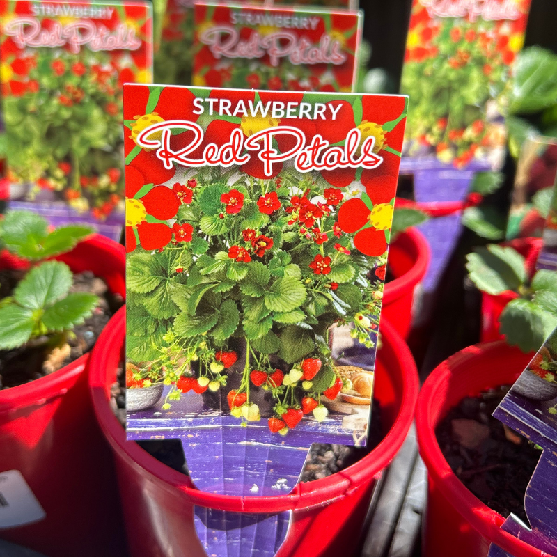 Strawberry Red Petals 100mm