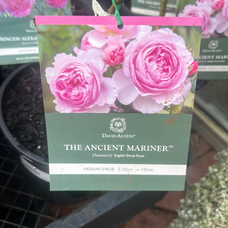 The Ancient Mariner Bush Rose
