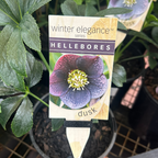 Helleborus Post Office Farm