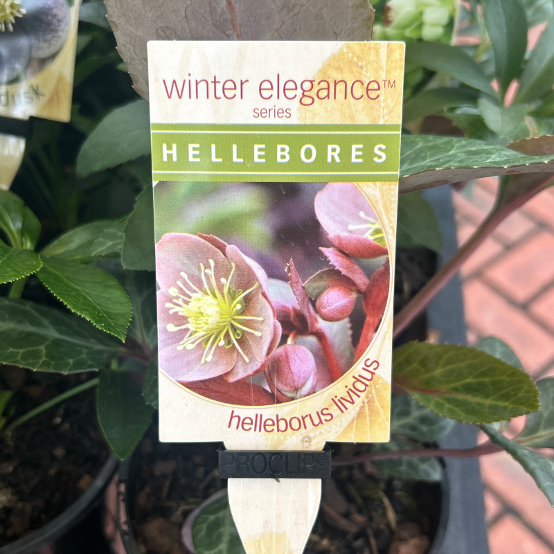 Helleborus Post Office Farm