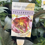 Helleborus Post Office Farm