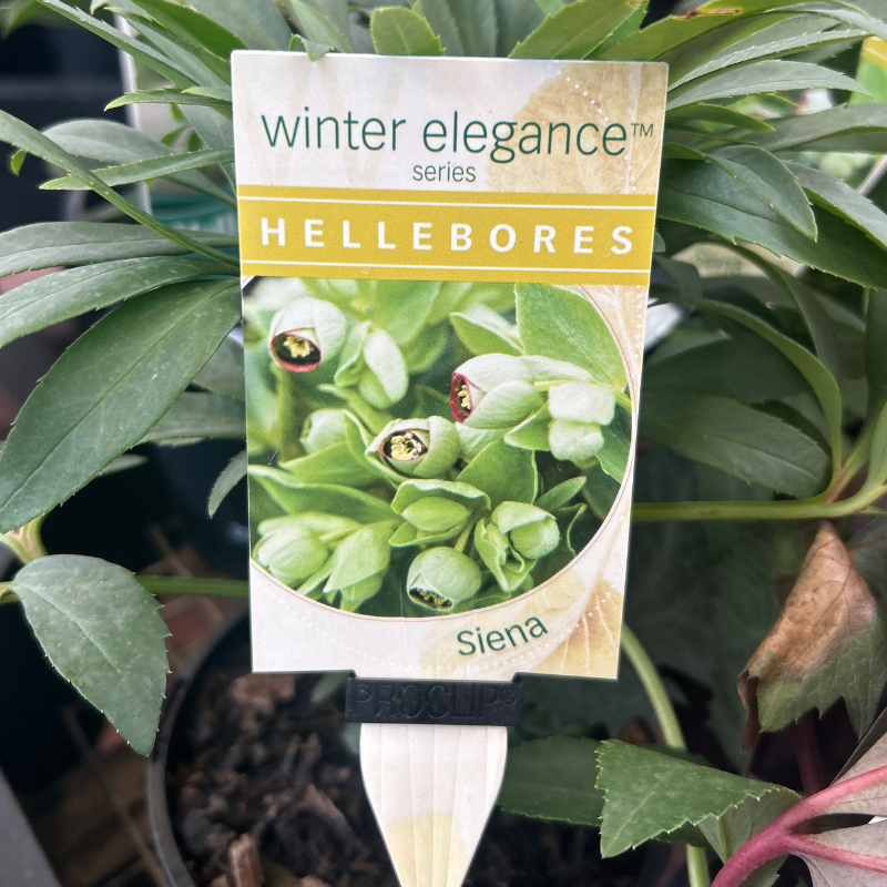Helleborus Post Office Farm