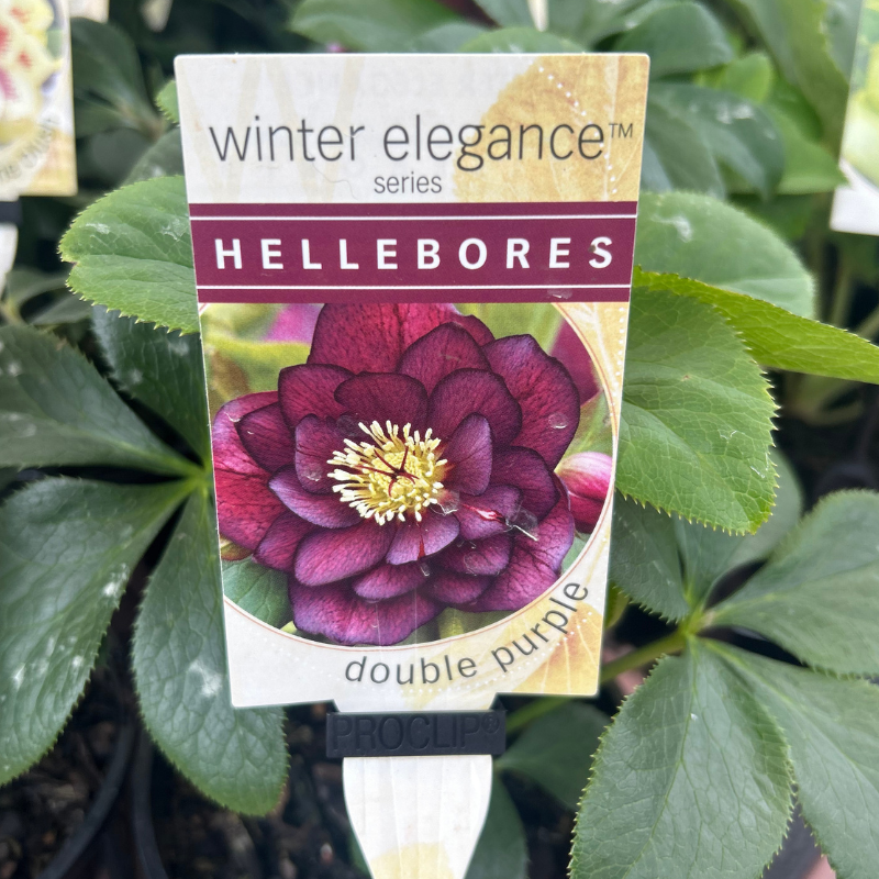 Helleborus Post Office Farm