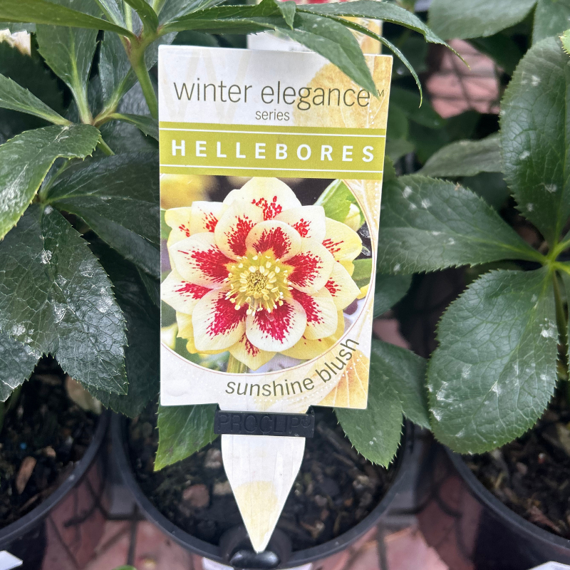 Helleborus Post Office Farm