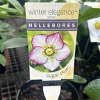 Helleborus Post Office Farm