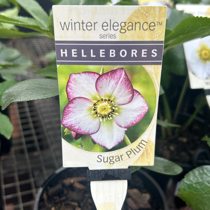 Helleborus Post Office Farm