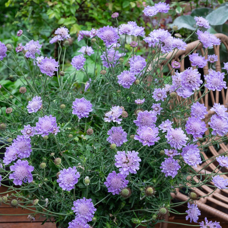 Scabiosa Powder Puff