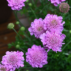 Scabiosa Powder Puff