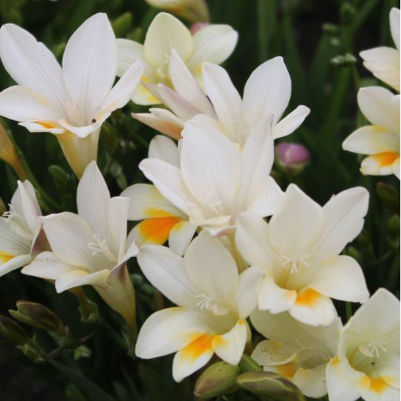 Freesia Refracta Alba Bulbs
