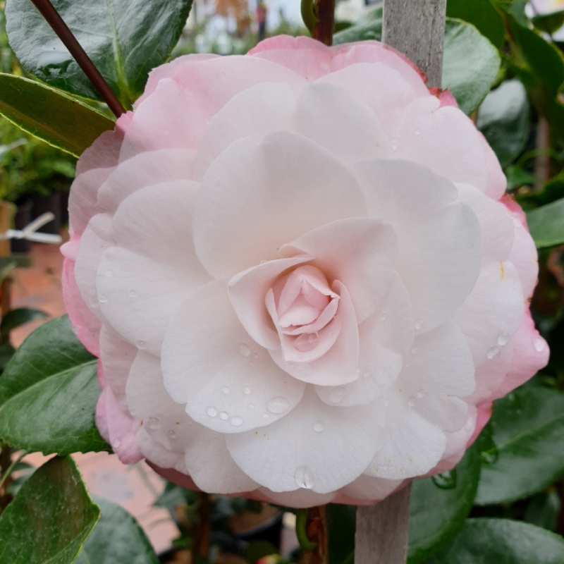 Camellia Desire