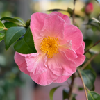 Camellia Peggy Burton