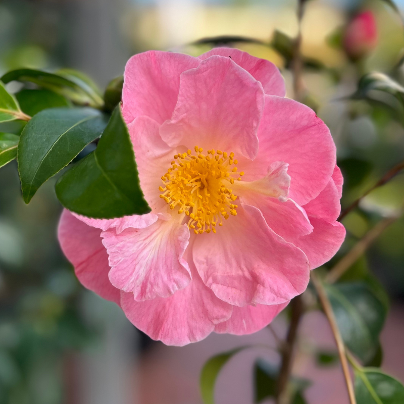 Camellia Peggy Burton