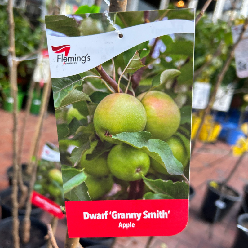 Granny Smith Dwarf Apple
