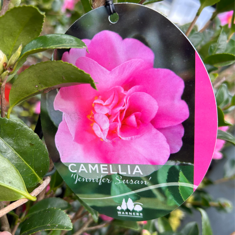 Camellia Jennifer Susan
