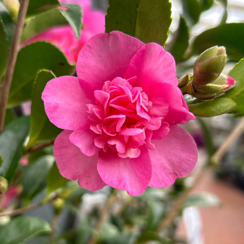 Camellia Jennifer Susan