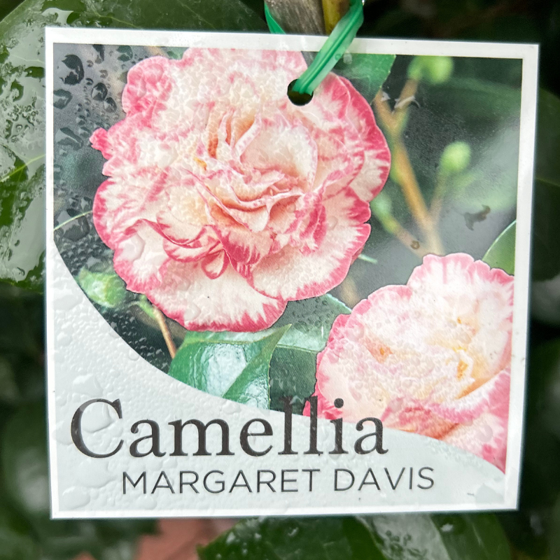 Camellia Margaret Davis