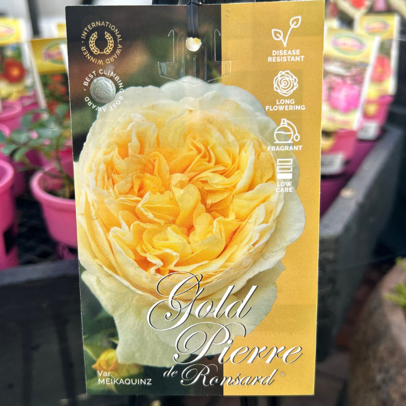 Gold Pierre de Ronsard Climing Rose