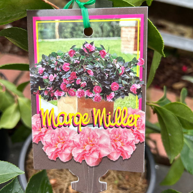 Camellia Marge Miller