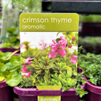 Herbs in 10cm pot