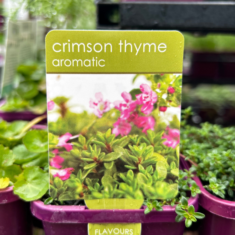 Herbs in 10cm pot