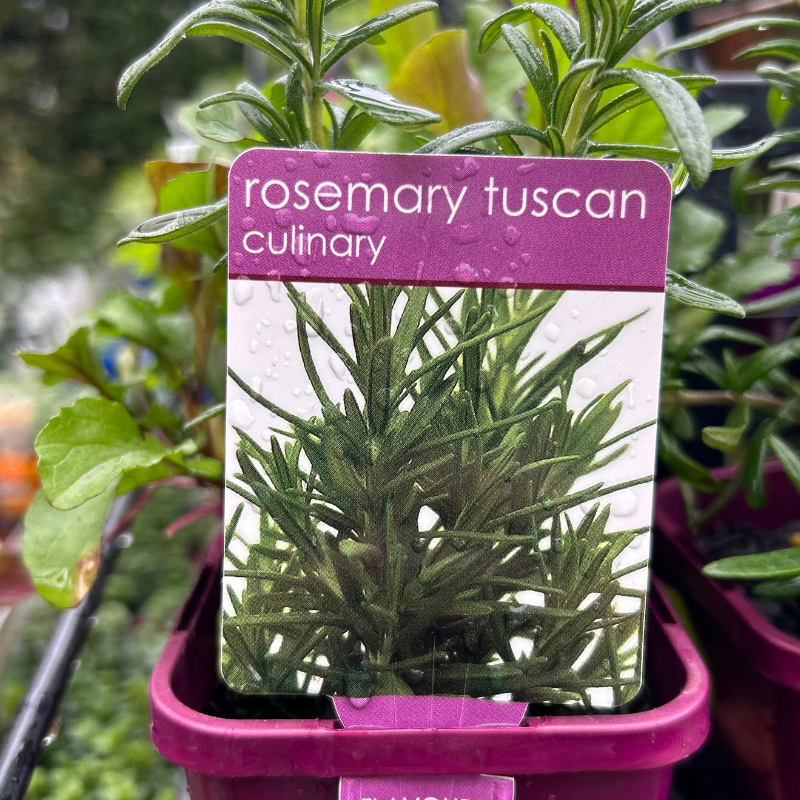 Herbs in 10cm pot