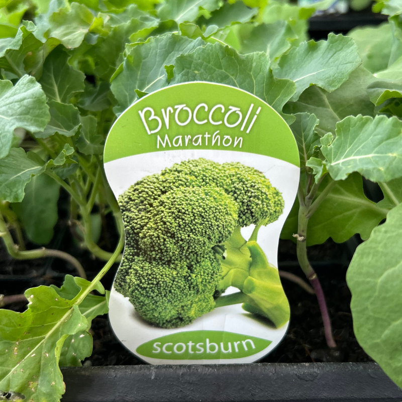 Broccoli Marathon punnet