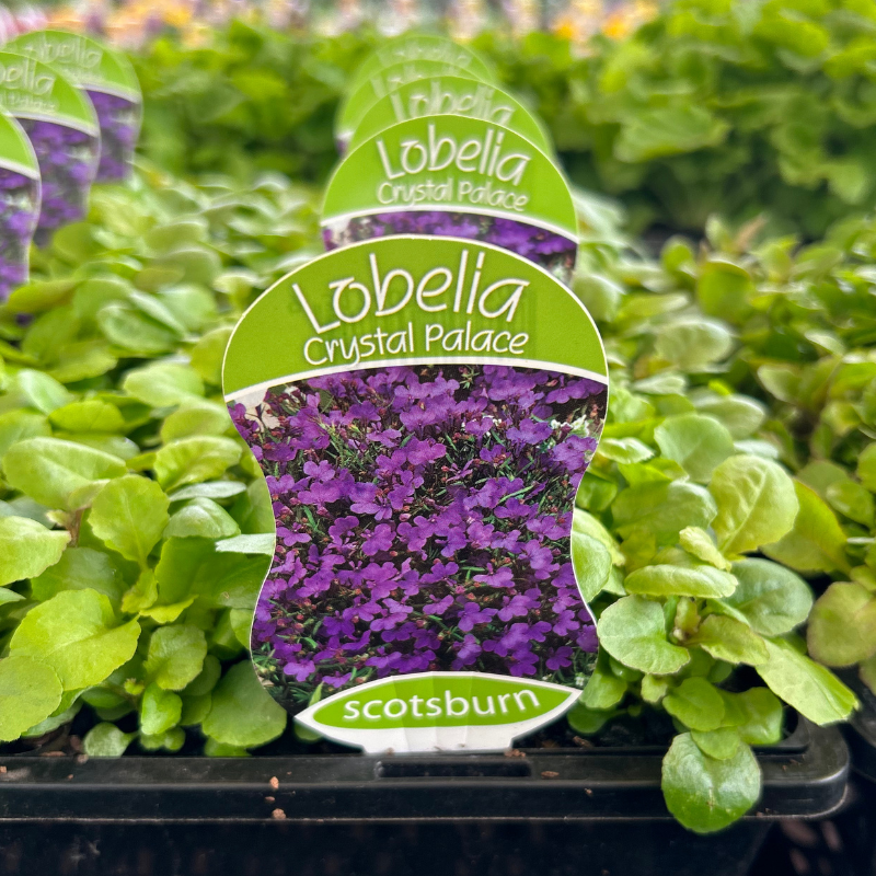 Lobelia Crystal Palace punnet