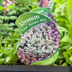 Alyssum Easter Bonnet punnet