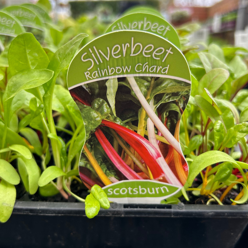 Silverbeet Rainbow punnet