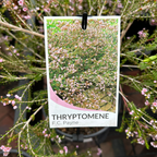 Thryptomene FC Payne
