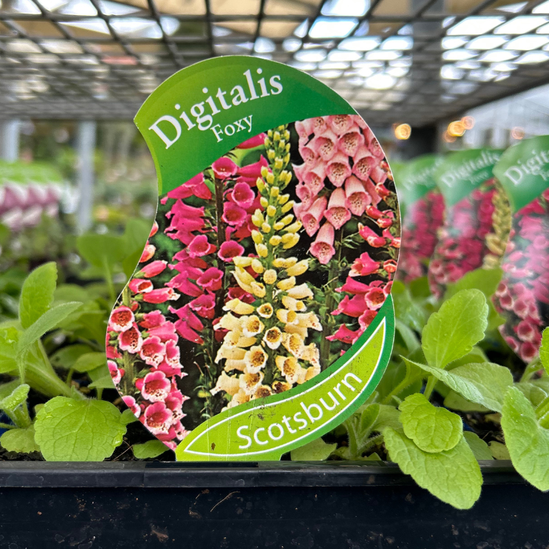 Foxglove Foxy Mix punnet