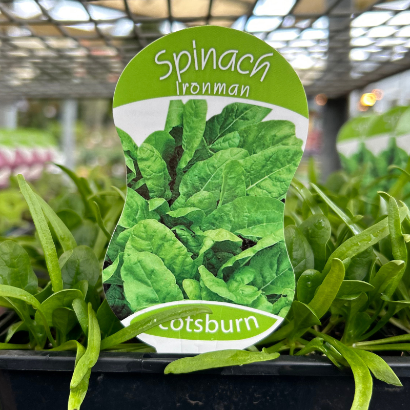 Spinach Ironman punnet