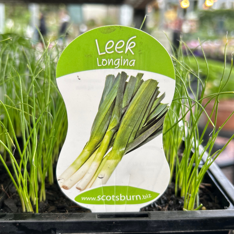 Leek punnet