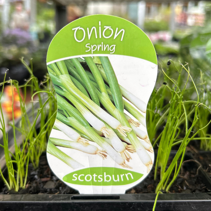 Spring Onion punnet