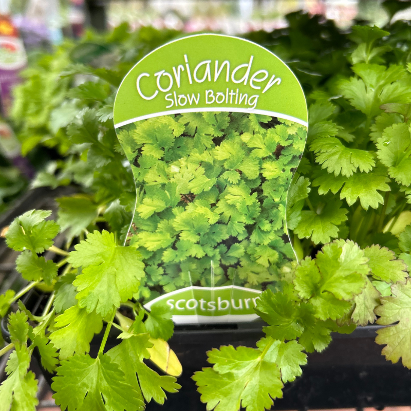 Coriander punnet