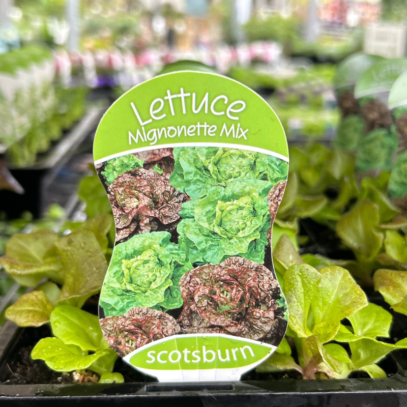 Lettuce Mignonette Mix punnet