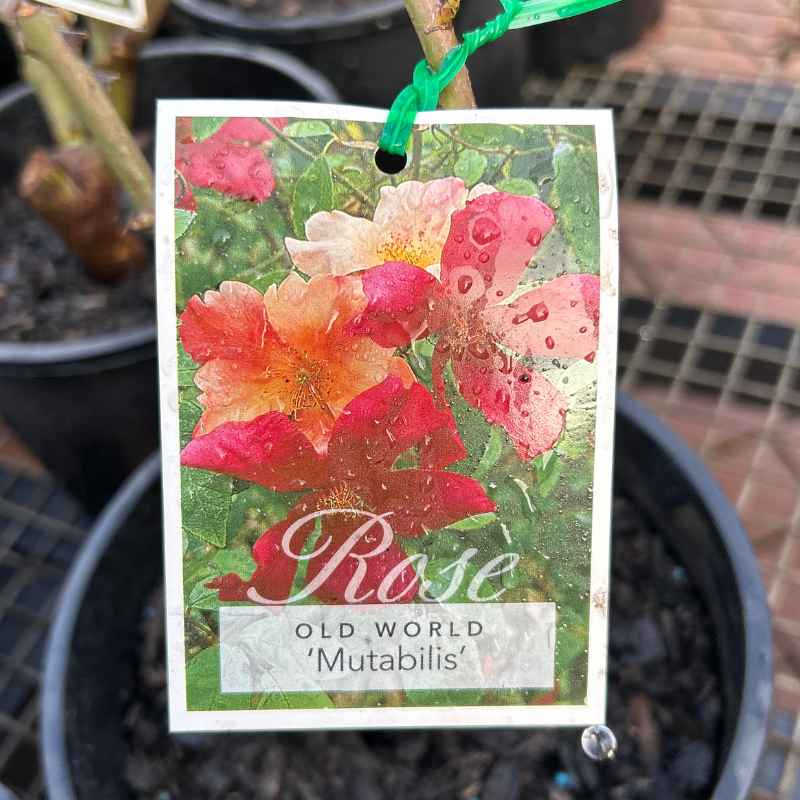 Mutabilis Bush Rose